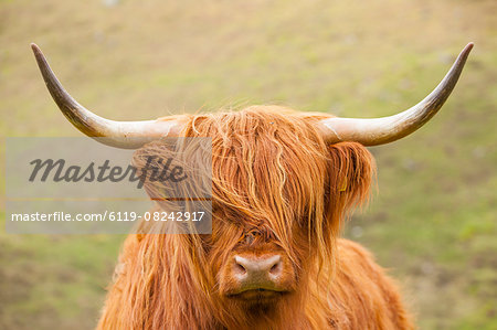 Highland cattle, Scotland, United Kingdom, Europe
