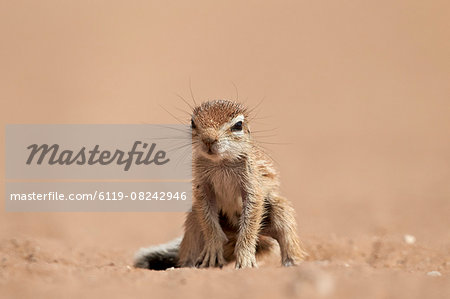 Baby Cape ground squirrel (Xerus inauris), Kgalagadi Transfrontier Park, encompassing the former Kalahari Gemsbok National Park, South Africa, Africa