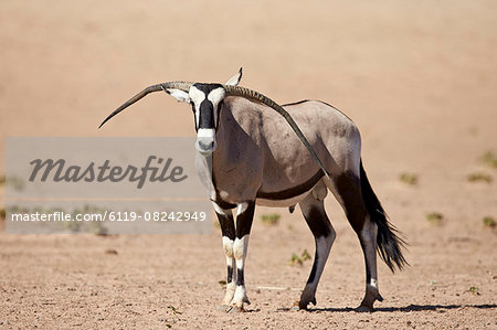 Gemsbok (South African oryx) (Oryx gazella) male with deformed horns, Kgalagadi Transfrontier Park, encompassing the former Kalahari Gemsbok National Park, South Africa, Africa Gemsbok (South African oryx) (Oryx gazella) male with deformed horns, Kgalagadi Transfrontier Park, encompassing the former Kalahari Gemsbok National Park, South Africa, Africa
