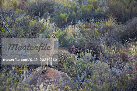 Klipspringer (Oreotragus oreotragus) male, Karoo National Park, South Africa, Africa