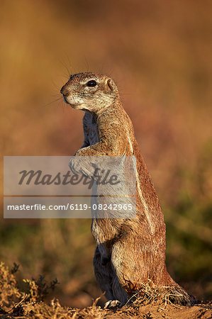 Cape ground squirrel (Xerus inauris) prairiedogging, Mountain Zebra National Park, South Africa, Africa