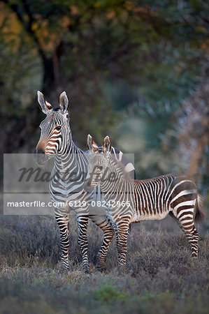 Cape mountain zebra (Equus zebra zebra) mare and foal, Mountain Zebra National Park, South Africa, Africa