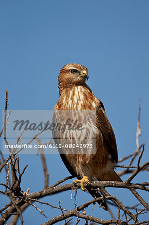 Steppe buzzard (common buzzard) (Buteo vulpinus) (Buteo buteo vulpinus), Mountain Zebra National Park, South Africa, Africa