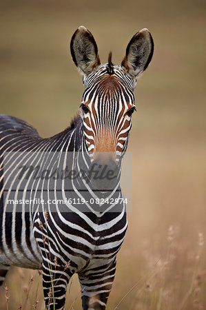 Cape mountain zebra (Equus zebra zebra), Mountain Zebra National Park, South Africa, Africa