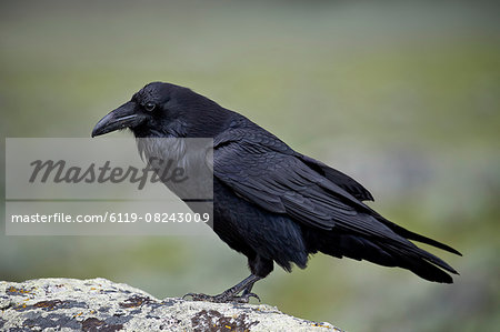 Common raven (Corvus corax), Yellowstone National Park, Wyoming, United States of America, North America