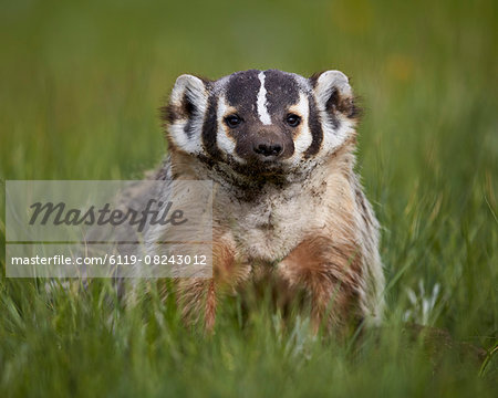 American badger (Taxidea taxus), Yellowstone National Park, Wyoming, United States of America, North America