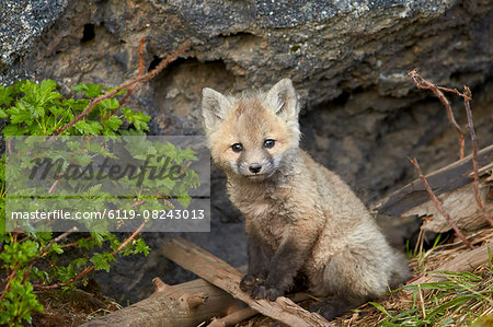 Red fox (Vulpes vulpes) (Vulpes fulva) kit posing, Yellowstone National Park, Wyoming, United States of America, North America