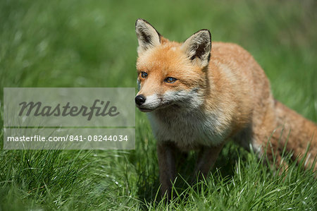 Red fox (Vulpes vulpes), Devon, England, United Kingdom, Europe Red fox (Vulpes vulpes), Devon, England, United Kingdom, Europe
