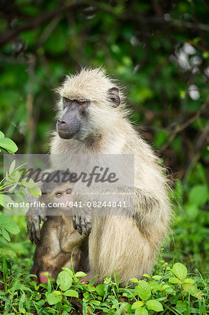 Mother and baby yellow baboon (Papio cynocephalus), South Luangwa National Park, Zambia, Africa
