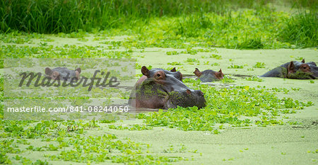 Hippopotamus (Hippos) wallowing in Hippo pool, South Luangwa National Park, Zambia, Africa