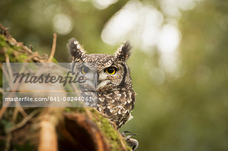 Spotted eagle owl (Bubo africanus), Herefordshire, England, United Kingdom, Europe