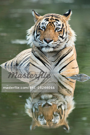 Ustaad, T24, Royal Bengal tiger (Tigris tigris), Ranthambhore, Rajasthan, India, Asia