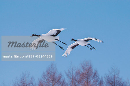 Japanese Cranes