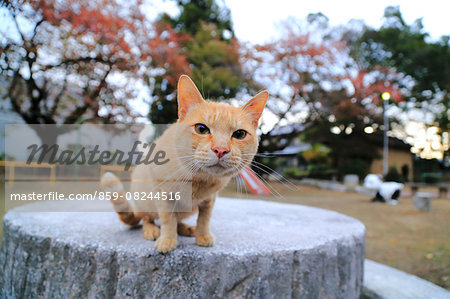 Cat Portrait