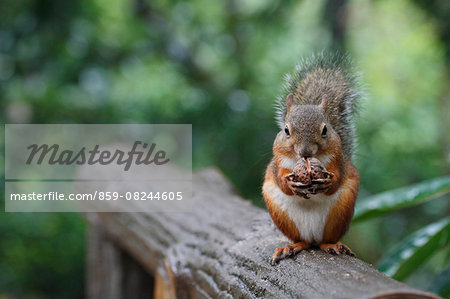 Japanese Squirrel Japanese Squirrel