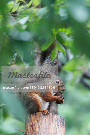 Japanese Squirrel