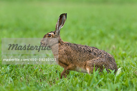 Photo of brown hare sitting in a grass