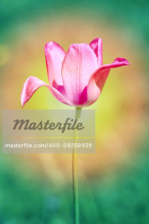 Beautiful spring flowers Tulip photographed close up