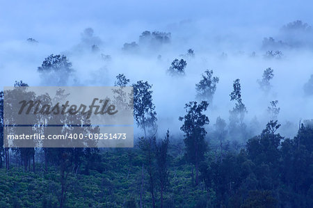 Trees in the morning fog, Ijen Volcano, East Java, Indonesia