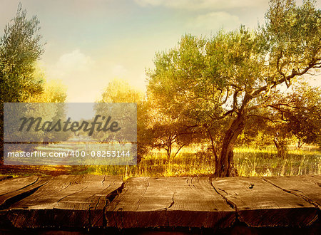 Olive orchard.Wood table. Olive oil production. Olive trees landscape