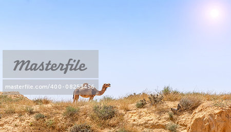 Arabian Camel graze at the Israeli Negev Desert. Israel