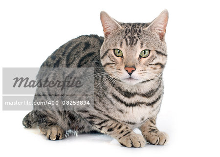 bengal cat silver in front of white background