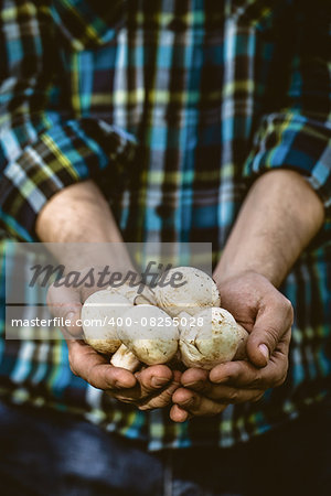 Organic moshrooms. Healthy food. Fres moshrooms in farmers hands