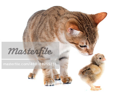tabby cat and chick in front of white background