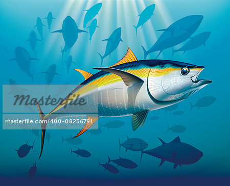 Shoal of yellowfin tuna in deep water. Realistic vector illustration.