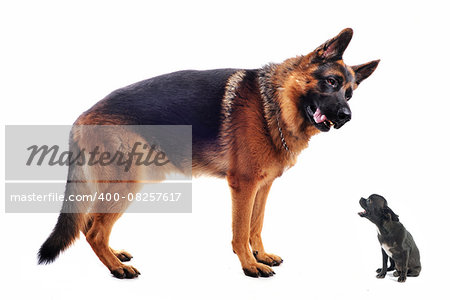 purebred german shepherd  and chihuahua on a white background