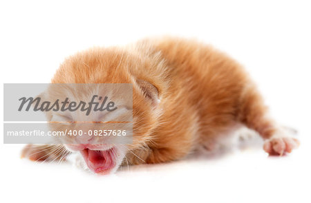 ginger kitten in front of white background