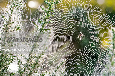 morning dew spider web closeup on thorn vegetation