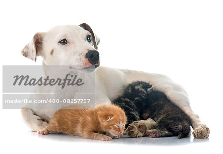 jack russel terrier et young kitten in studio