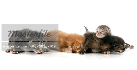 ginger and tabby kitten in front of white background