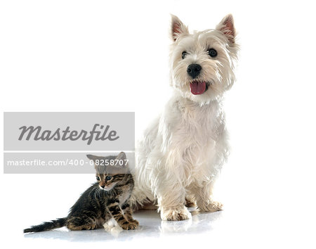 west highland terrier and kitten in front of white background