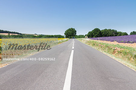 country road with sunflowers and lavender  at summer day