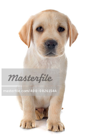 purebred puppy labrador retriever in a studio