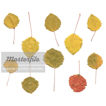 Autumn birch or Betula, aspen or Populus tremula leaves, set from real small leafs, vector illustration