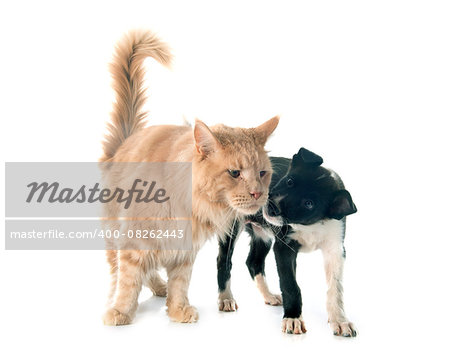 puppy border collie and maine coon in front of white background