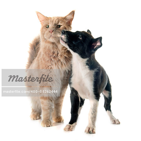 puppy border collie and maine coon in front of white background