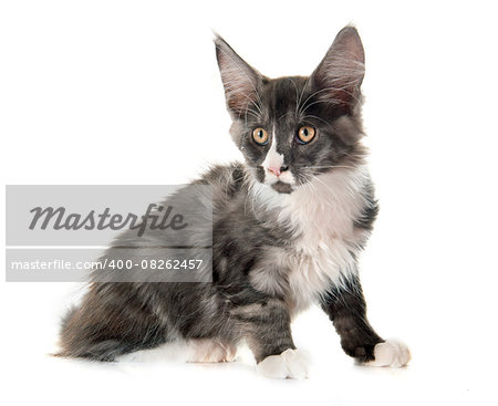 maine coon kitten in front of white background