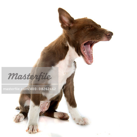 puppy border collier in front of white background