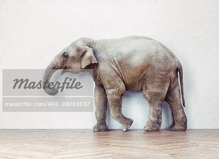 the elephant calm in the room near white wall. Creative concept