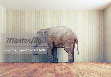 lone elephant in the room. Creative concept
