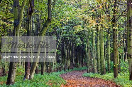 Leaf-covered path through beech woodland in autumn, Alnwick, Northumberland, England, United Kingdom, Europe