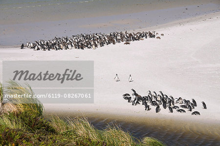 Magellanic penguins, Yorke Bay, Port Stanley, Falkland Islands, South America