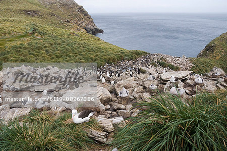 Black browed albatross and rockhopper penguins, West Point Island, Falkland Islands, South America