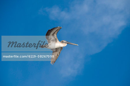 Pelicans in flight, Sanibel Island, Gulf Coast, Florida, United States of America, North America