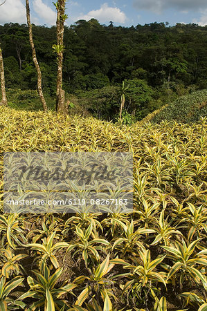 Garden plants being grown between La Fortuna and San Ramon, Costa Rica