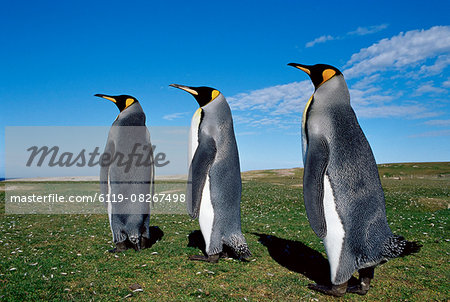 King penguins (Aptenodytes patagonicus), Volunteer Point, East Falkland, Falkland Islands, South Atlantic, South America